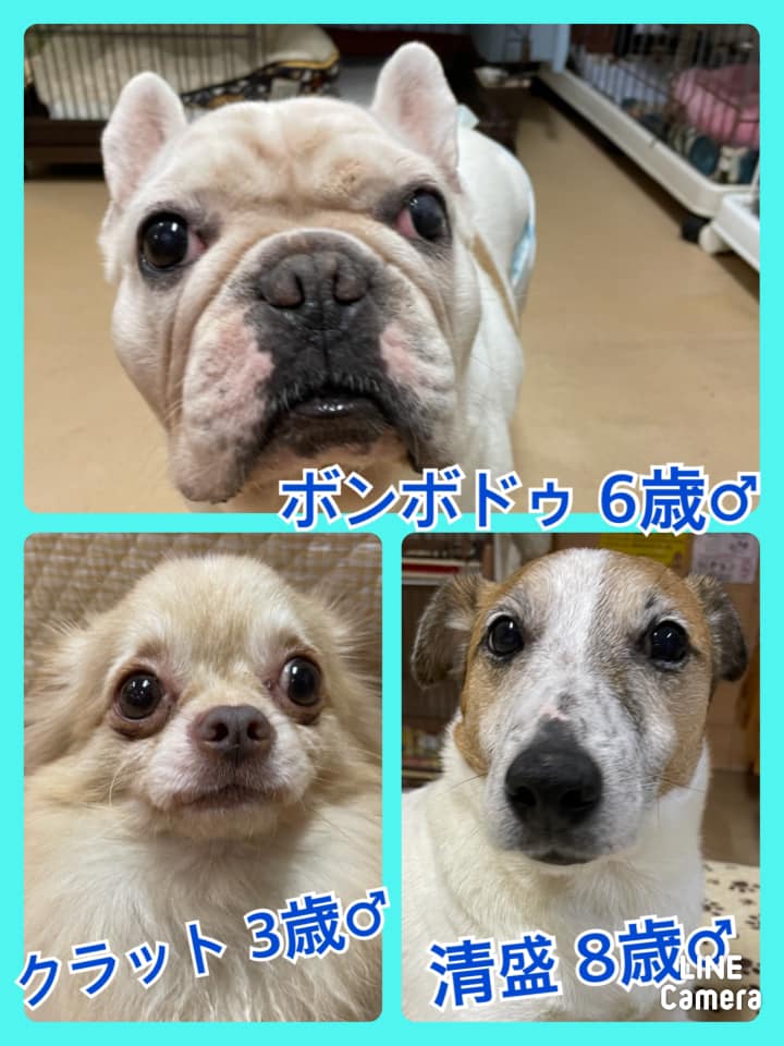 🐾今日の里親様募集中ワンコ🐶メンバーです🐾2021,3,26